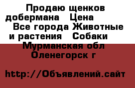 Продаю щенков добермана › Цена ­ 45 000 - Все города Животные и растения » Собаки   . Мурманская обл.,Оленегорск г.